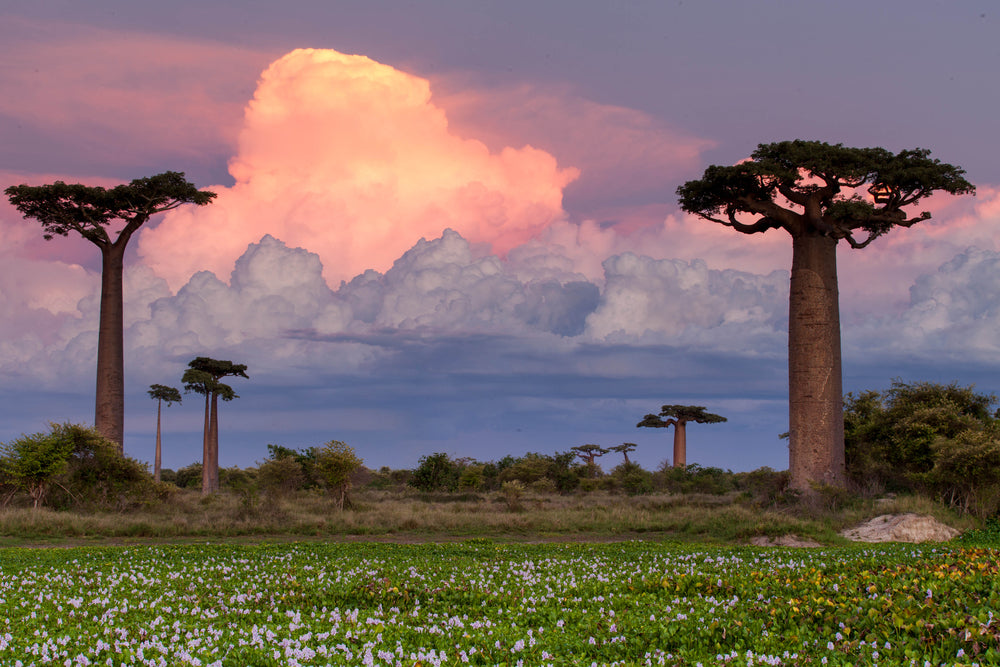 Madagascar: Home of Our Star Ingredients